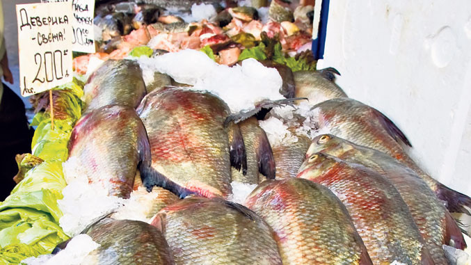 Domaće ribarstvo propada, a Hrvatska daje evro po kilogramu šarana izvezenog u Srbiju
