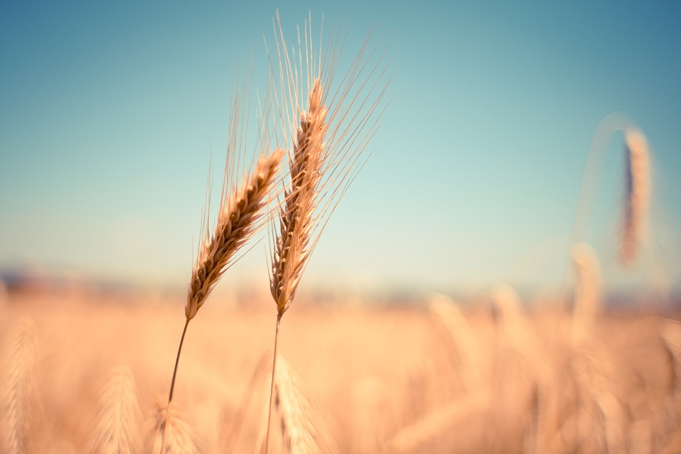 Žetva pšenice počinje ranije nego obično