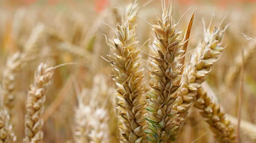 Novi sastanak poljoprivrednika u Vladi Srbije o uvozu žita i novom rodu