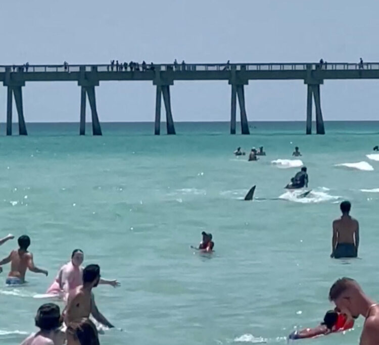 VIDEO: Ajkula preplašila kupače na još jednoj plaži