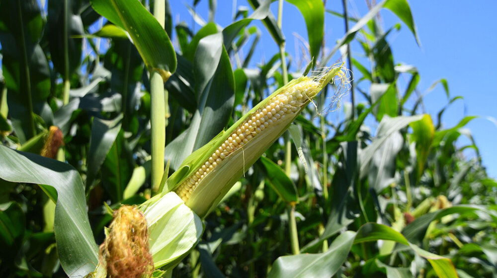 Poljoprivrednici upozoravaju da je kukuruz u krizi zbog nedostatka vlage