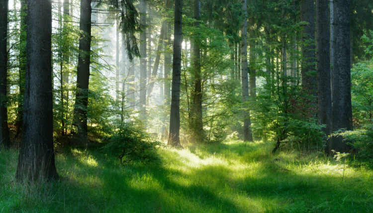 Rumunija plaća vlasnicima šuma da ne seku drveće