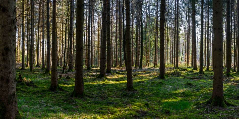 Kako možemo da pomognemo prirodnu regeneraciju šuma?