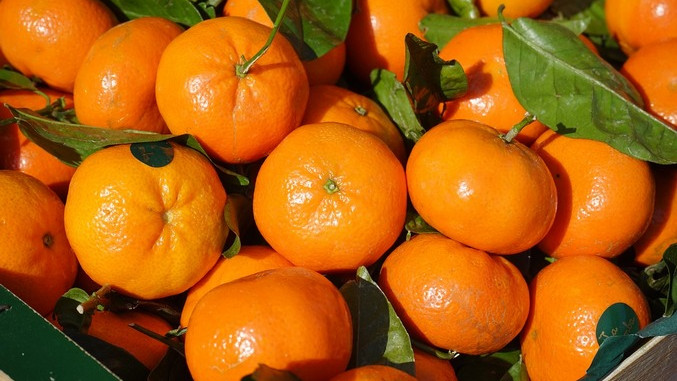 Novi problem za proizvođače neretvanskih mandarina