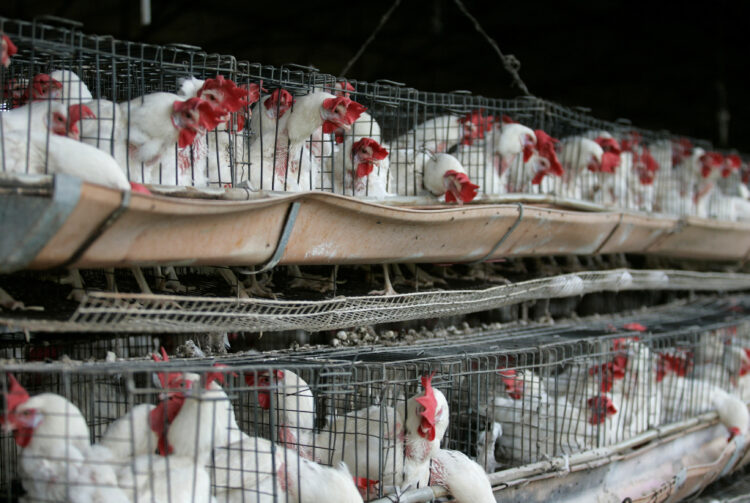 Farmer iz Kalifornije morao da uništi jato od 550.000 kokošaka zbog ptičjeg gripa