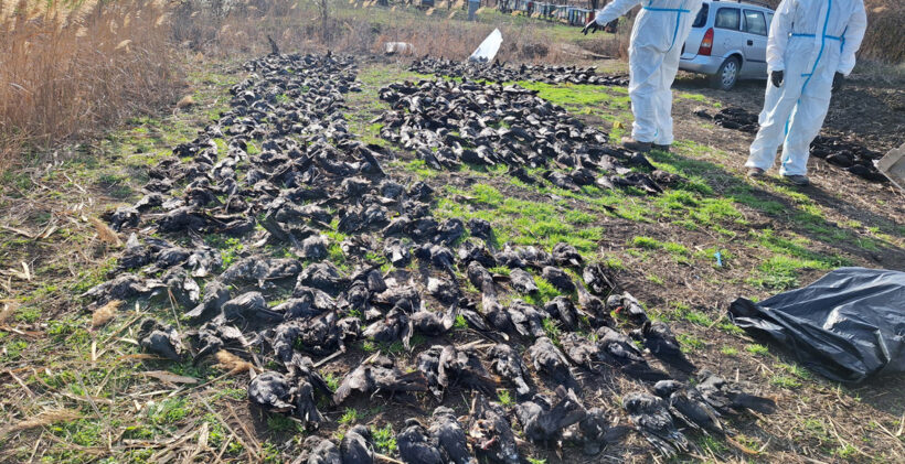 Nakon trovanja vrana, populacija sova bi mogla biti ugrožena: BBC o uginuću ptica u Srbiji
