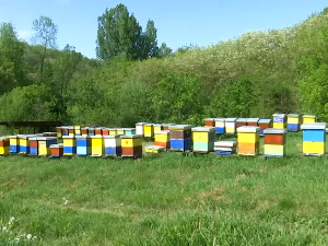 Kamenovo – selo sa najviše pčelara u Srbiji