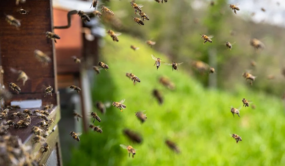 Naglo zahlađenje nepovoljno se odrazilo na pčelarstvo, nema bagremovog meda