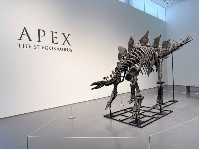 Stegosaurus na aukciji, mogao bi biti da bude prodat za više od četiri miliona dolara