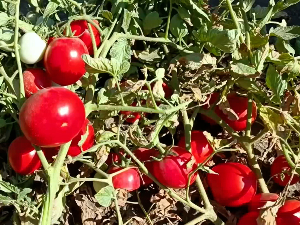 U Banatu poranila berba paradajza za preradu