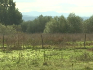 U domaćinstvu u Pavlovcu kod Vranja stradala polovina stada ovaca, sumnja se na vukove