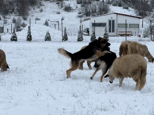 Sneg nije oterao gorštake iz katuna na Pešteri, još uvek napasaju stada