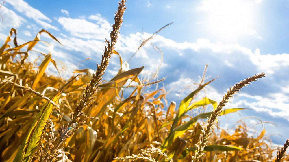 Poljoprivreda već trpi gubitke usled klimatskih promena, potrebna edukacija i podrška proizvođačima