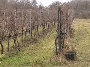 Kako zima utiče na vinograde u subotičko-horgoškoj peščari?