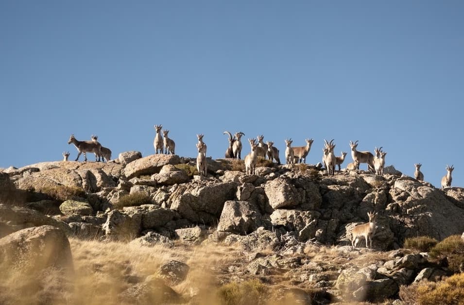 Koze koje su šokirale naučnike – pravo je čudo kako su preživele