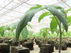 Iz najvećeg rasadnika u Irigu na tržište – 35 miliona biljaka godišnje