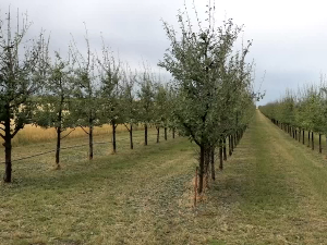 Superćelijski oblak uništio četvrtinu ozimih useva na severu Bačke, stradale desetine hektara pod voćnjacima